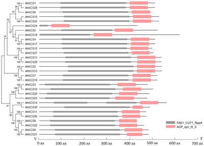 Genome-Wide Identification of Peanut KCS Genes Reveals That AhKCS1 and AhKCS28 Are Involved in Regulating VLCFA Contents in Seeds